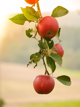 Ripe Red Apples Hanging on a Branch in Autumn