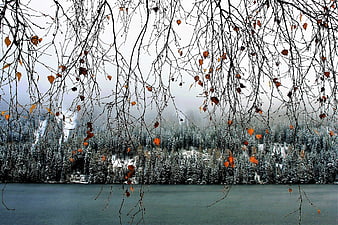 Winter Lake Scene with Birch Branches and Snowy Forest