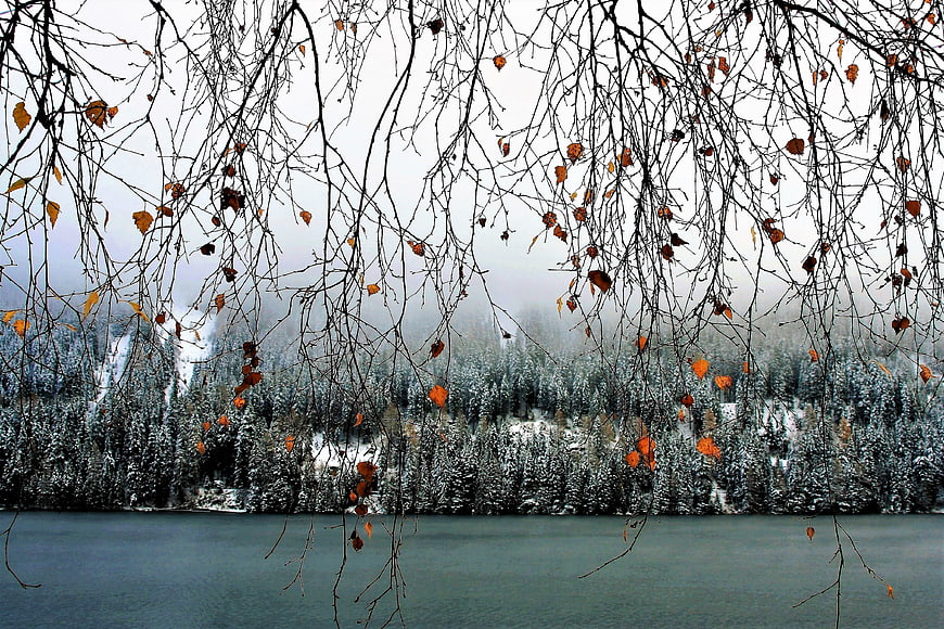 Winter Lake Scene with Birch Branches and Snowy Forest