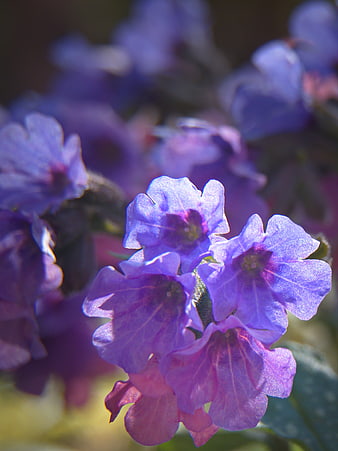 Close-up of delicate purple flowers in sunlight