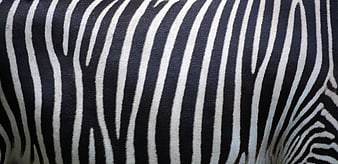 Close-up of Zebra Stripes Pattern and Fur Texture
