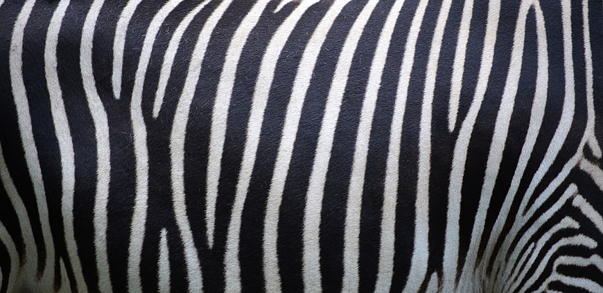Close-up of Zebra Stripes Pattern and Fur Texture