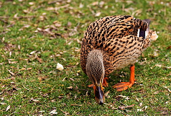 Female Mallard Duck Foraging on Green Grass