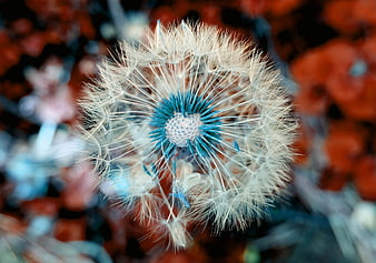Macro Dandelion Seed Head With Blue Center And Red Background