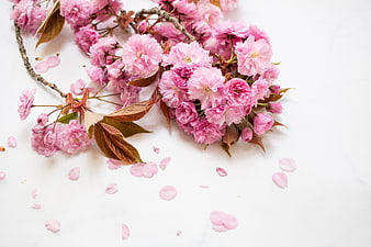 Pink Cherry Blossoms Flat Lay on White Background