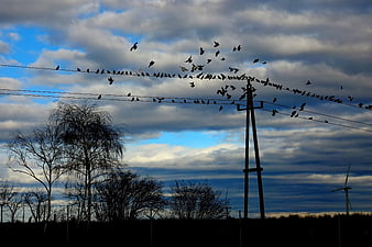 Flock of Birds on Power Lines Against Cloudy Sky