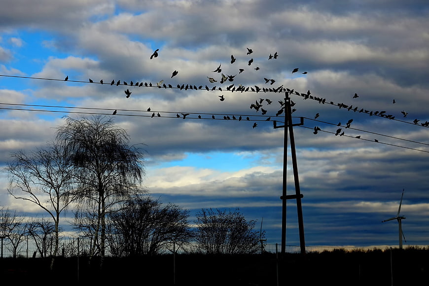 Flock of Birds on Power Lines Against Cloudy Sky