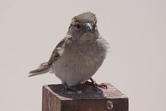 Cute sparrow perched on a weathered wooden post against a plain background
