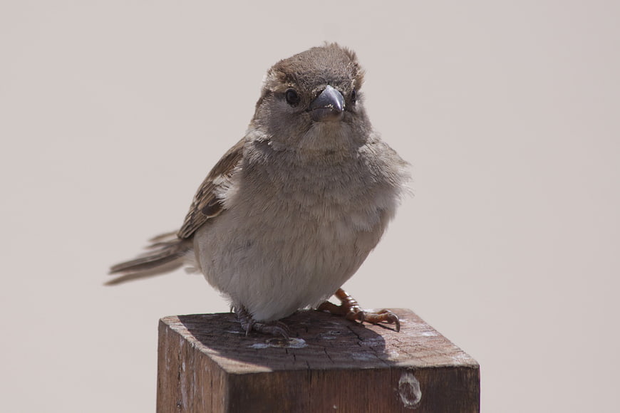 Cute sparrow perched on a weathered wooden post against a plain background