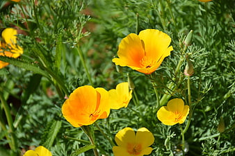 Bright Yellow California Poppies in Green Garden