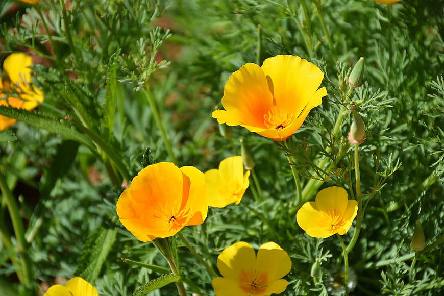 Bright Yellow California Poppies in Green Garden