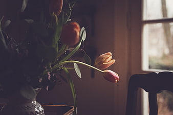 Moody Pink Tulips in Vase by Window