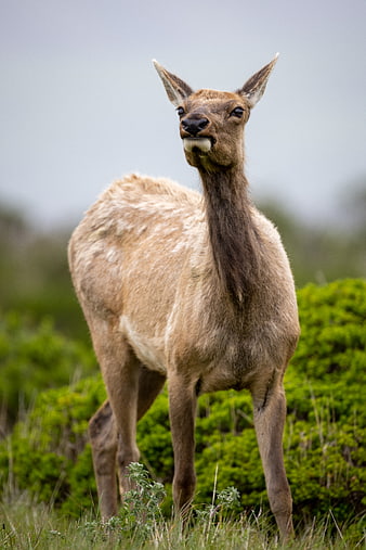 Young Elk Cow Standing in Green Meadow
