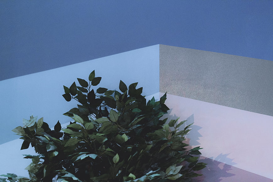Minimalist Green Plant Against Geometric Blue and White Walls