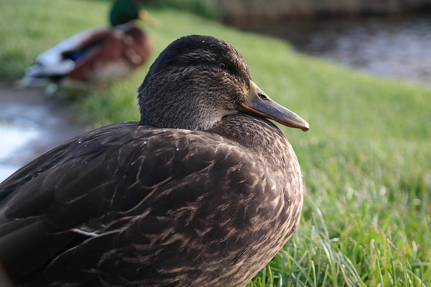 Close-up of a female mallard duck resting on grass