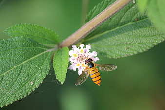 Hoverfly on Pink Lantana Flower with Green Leaves