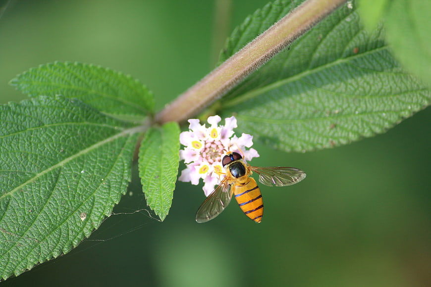 Hoverfly on Pink Lantana Flower with Green Leaves