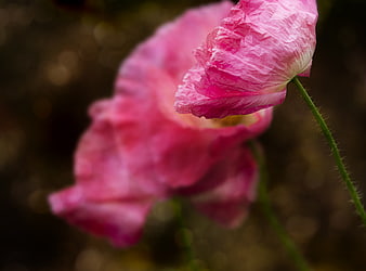 Close-up of delicate pink poppy flower with blurred background