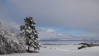 Snowy winter landscape with pine tree and distant mountains