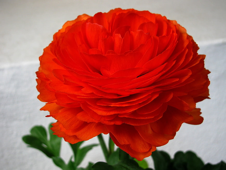 Vibrant Orange Ranunculus Flower Close-Up