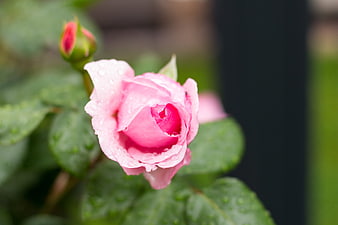 Close-up of a pink rose with raindrops on petals