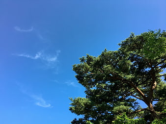 Green Pine Tree Branches Against Clear Blue Sky