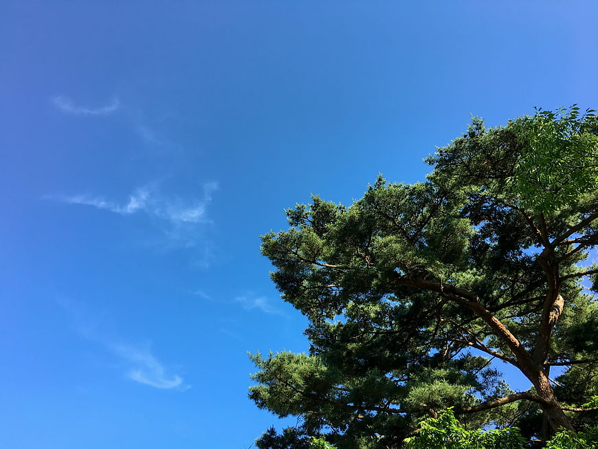 Green Pine Tree Branches Against Clear Blue Sky