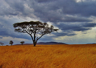 Lone Acacia Tree in Golden Serengeti Grassland Under Dramatic Stormy Sky