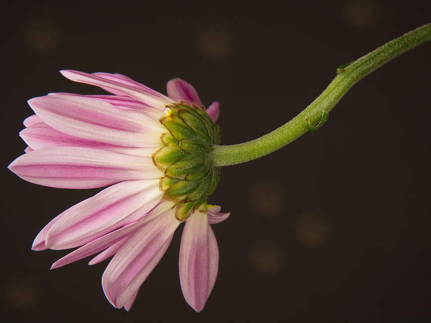 Close-up of a pink and white daisy flower on a dark background
