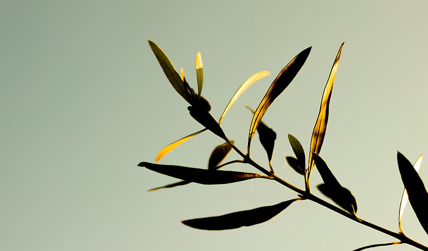Backlit Olive Branch Leaves Against Soft Sky Background