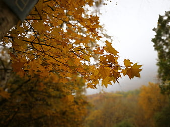 Yellow maple leaves in autumn forest with foggy background