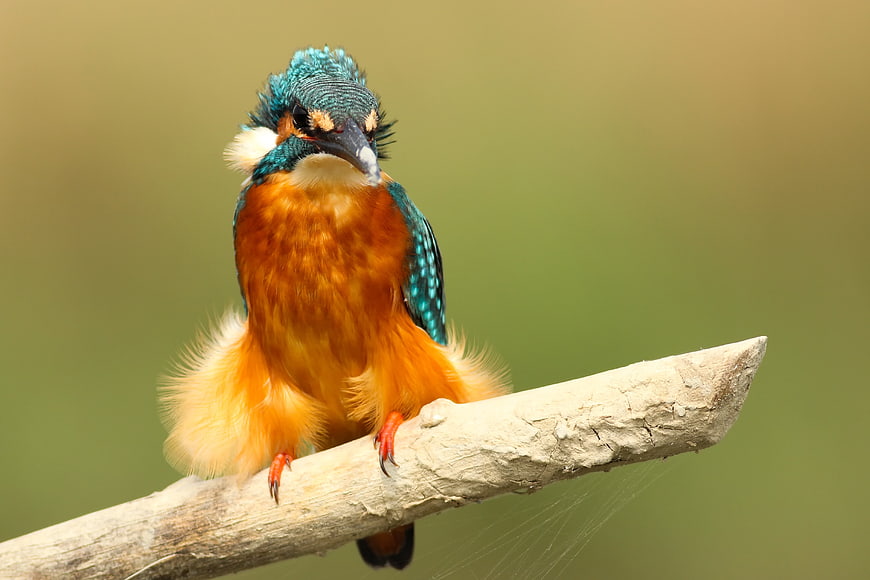 Fluffed Kingfisher Bird Perched on Branch