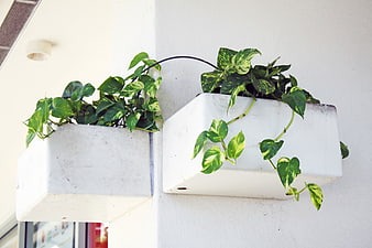 White Wall-Mounted Planters with Green Pothos Vines
