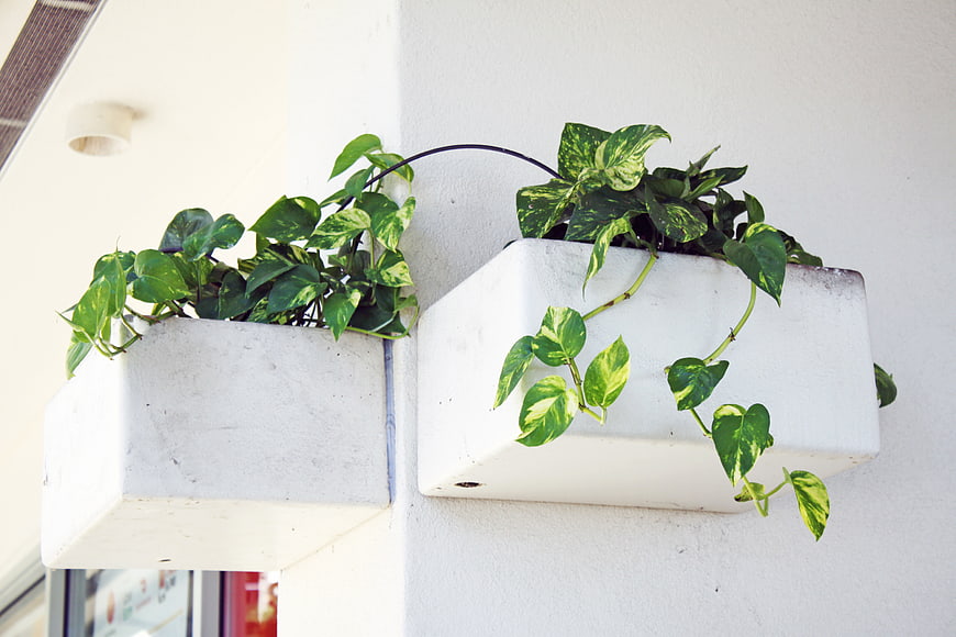 White Wall-Mounted Planters with Green Pothos Vines