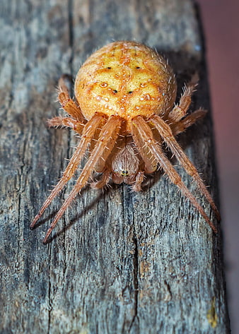 Close-up of Orange and Brown Spider on Weathered Wood