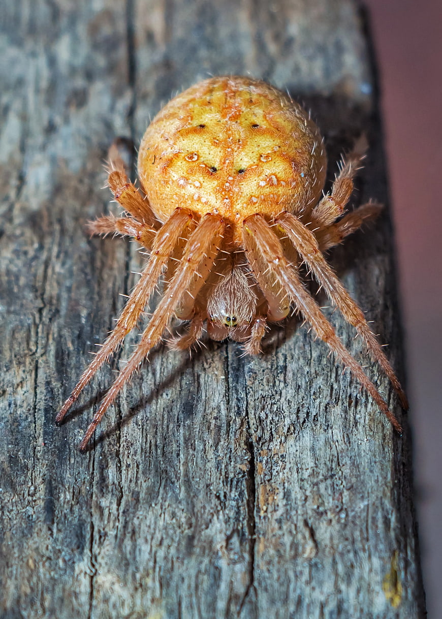 Close-up of Orange and Brown Spider on Weathered Wood