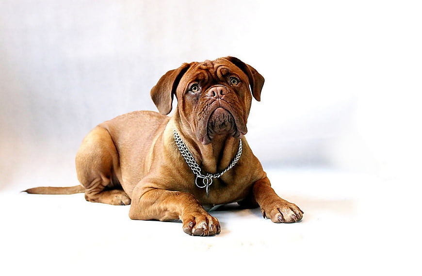 Brown Dogue de Bordeaux Puppy Lying on White Background