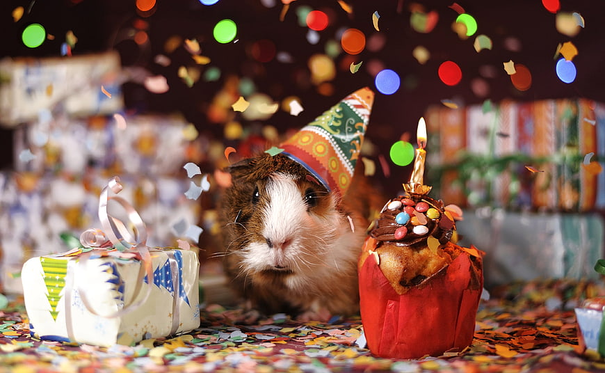 Adorable Guinea Pig Wearing Party Hat with Cupcake and Gift
