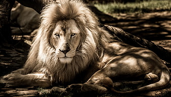 Majestic male lion resting in dappled sunlight with dramatic sepia tones