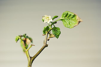 Close-up of pepper plant branch with white flower and wilting leaves