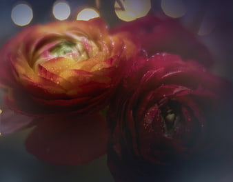 Close-up of vibrant red and yellow ranunculus flowers with water droplets
