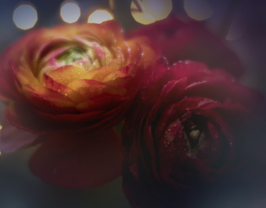 Close-up of vibrant red and yellow ranunculus flowers with water droplets