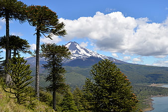 Araucaria trees and snow-capped volcano in Conguillío National Park, Chile