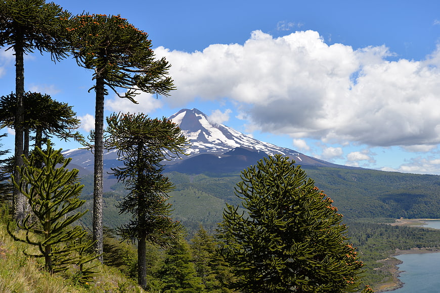 Araucaria trees and snow-capped volcano in Conguillío National Park, Chile