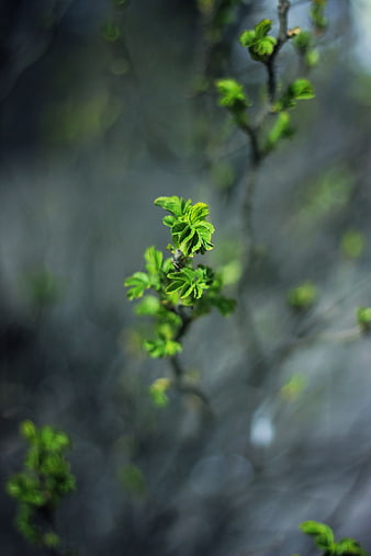 Fresh green leaves sprouting on a branch in spring