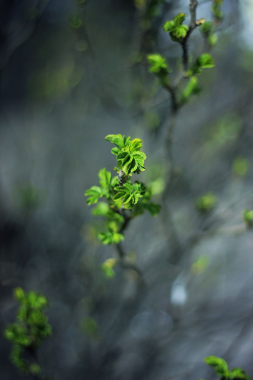 Fresh green leaves sprouting on a branch in spring