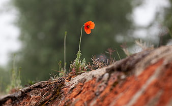 Lone red poppy flower growing on old brick wall