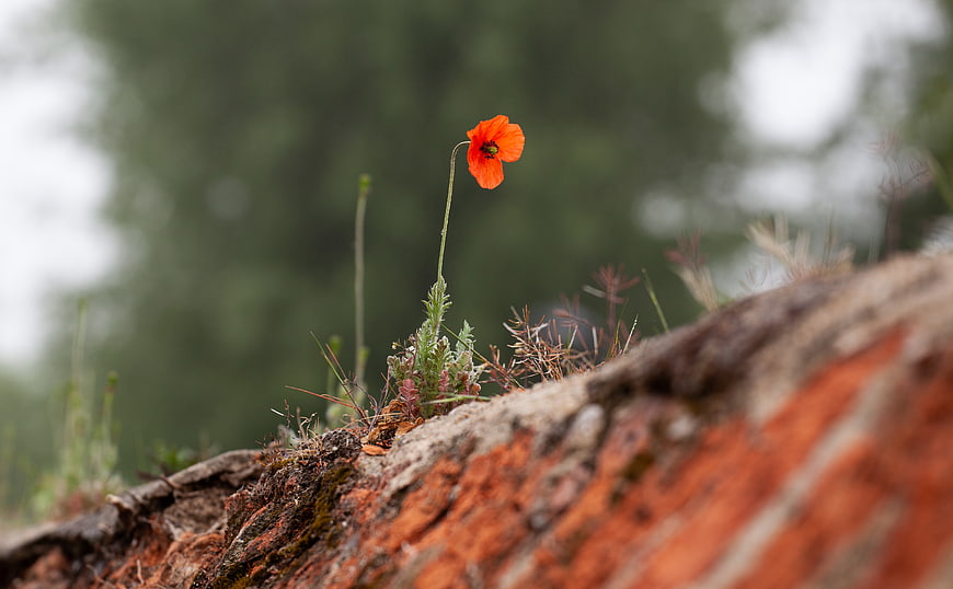 Lone red poppy flower growing on old brick wall