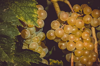 Ripe Green Grapes Clustered On Vine With Leaves