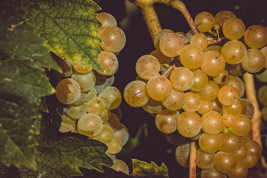 Ripe Green Grapes Clustered On Vine With Leaves